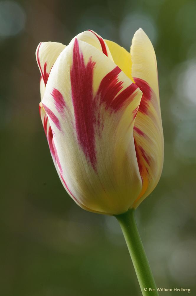 Photo of Triumph Tulip (Tulipa 'Grand Perfection') uploaded by William