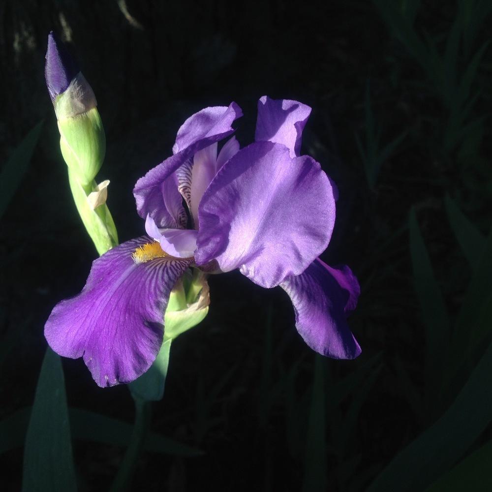 Photo of Irises (Iris) uploaded by csandt