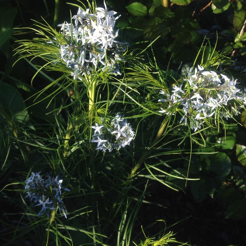 Photo of Blue Star (Amsonia hubrichtii) uploaded by csandt