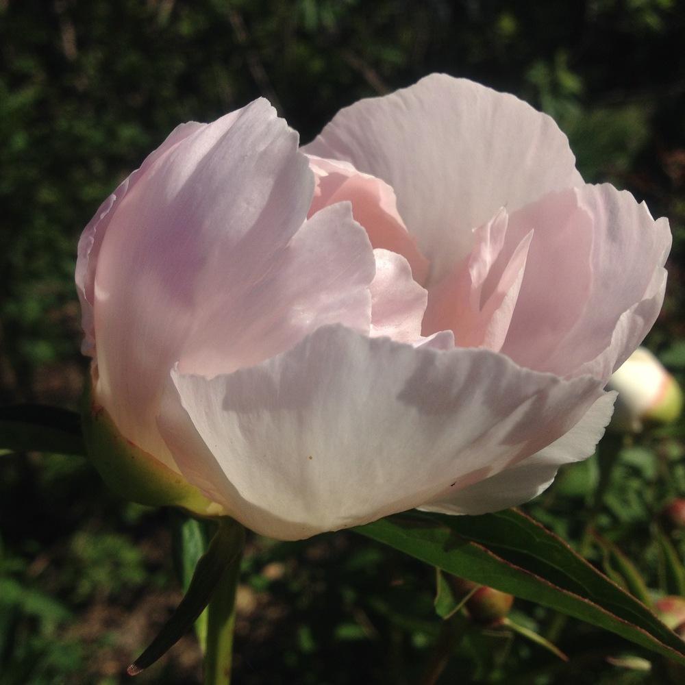 Photo of Peony (Paeonia lactiflora 'Krinkled White') uploaded by csandt