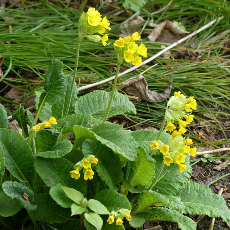 Photo of Cowslip (Primula veris) uploaded by molanic
