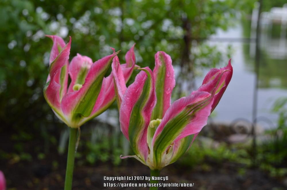 Photo of Viridiflora Tulip (Tulipa 'Virichic') uploaded by nben