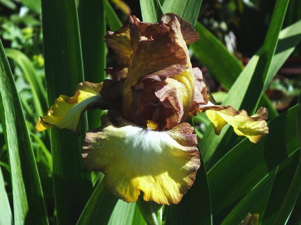 Photo of Tall Bearded Iris (Iris 'Patina') uploaded by sunnyvalley