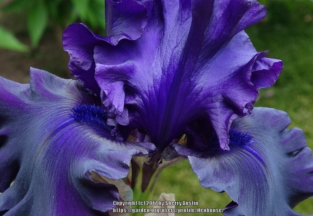 Photo of Tall Bearded Iris (Iris 'One More Night') uploaded by Henhouse