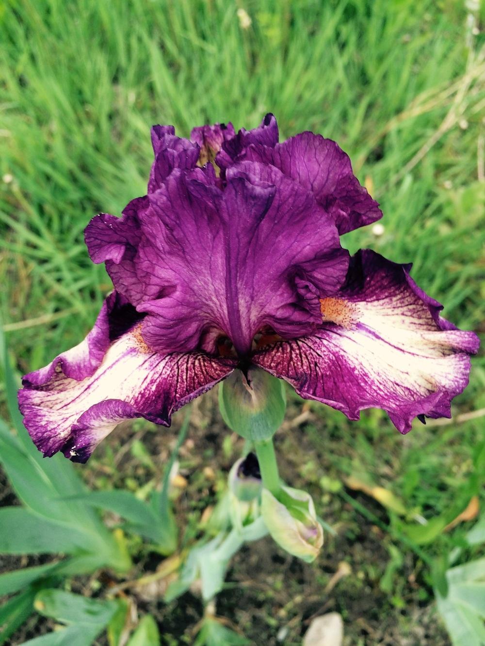 Photo of Intermediate Bearded Iris (Iris 'Cat in the Hat') uploaded by Lbsmitty