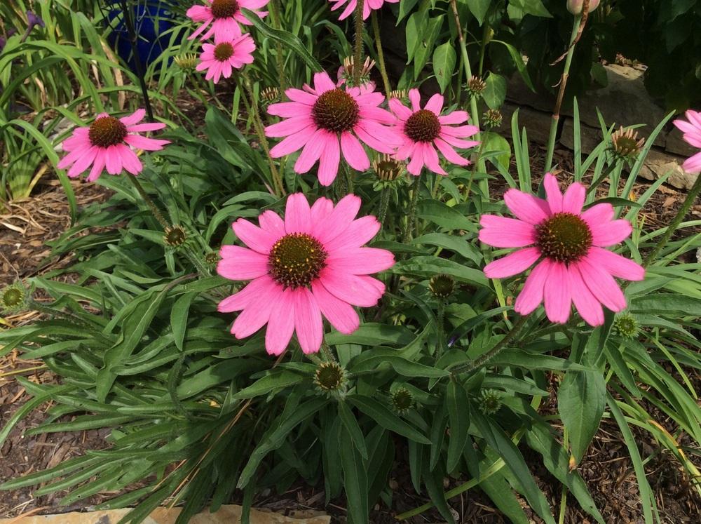Photo of Tennessee Coneflower (Echinacea tennesseensis) uploaded by SALL20