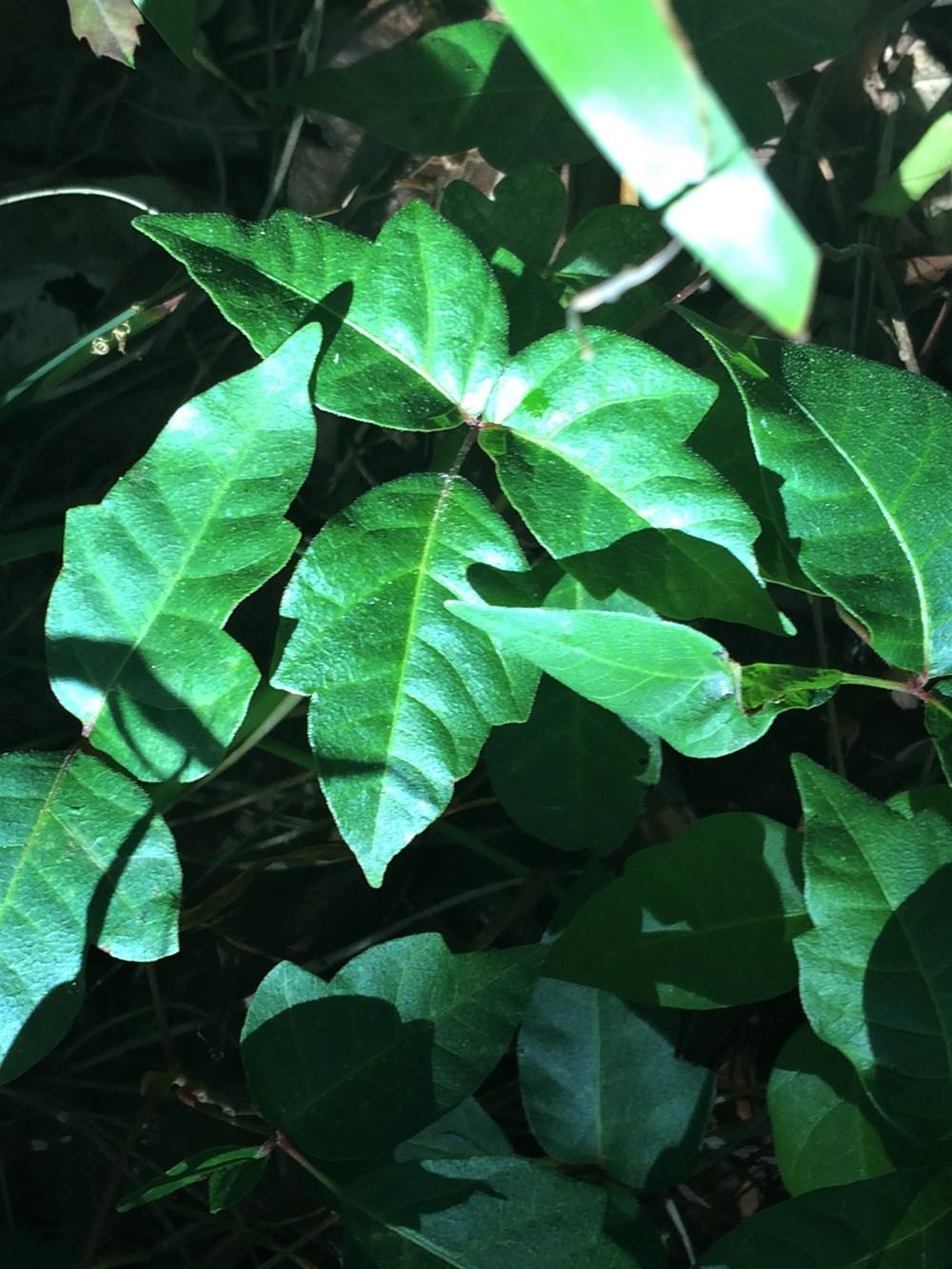 Photo of Poison Ivy (Toxicodendron radicans) uploaded by nativeplantlover