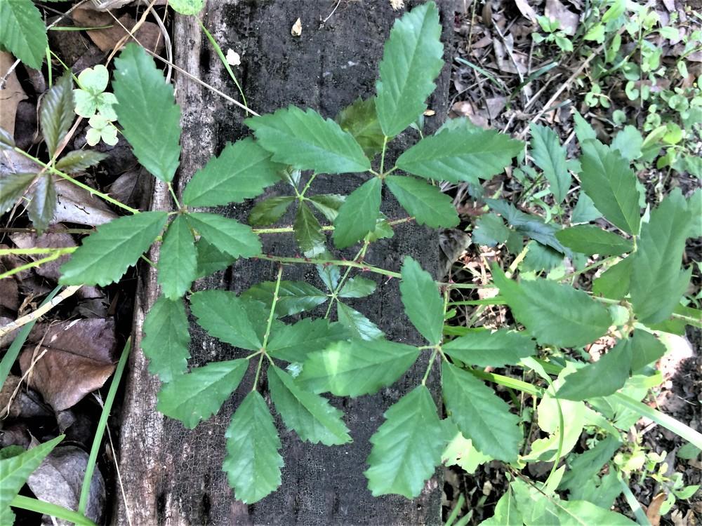Photo of Southern Dewberry (Rubus trivialis) uploaded by nativeplantlover