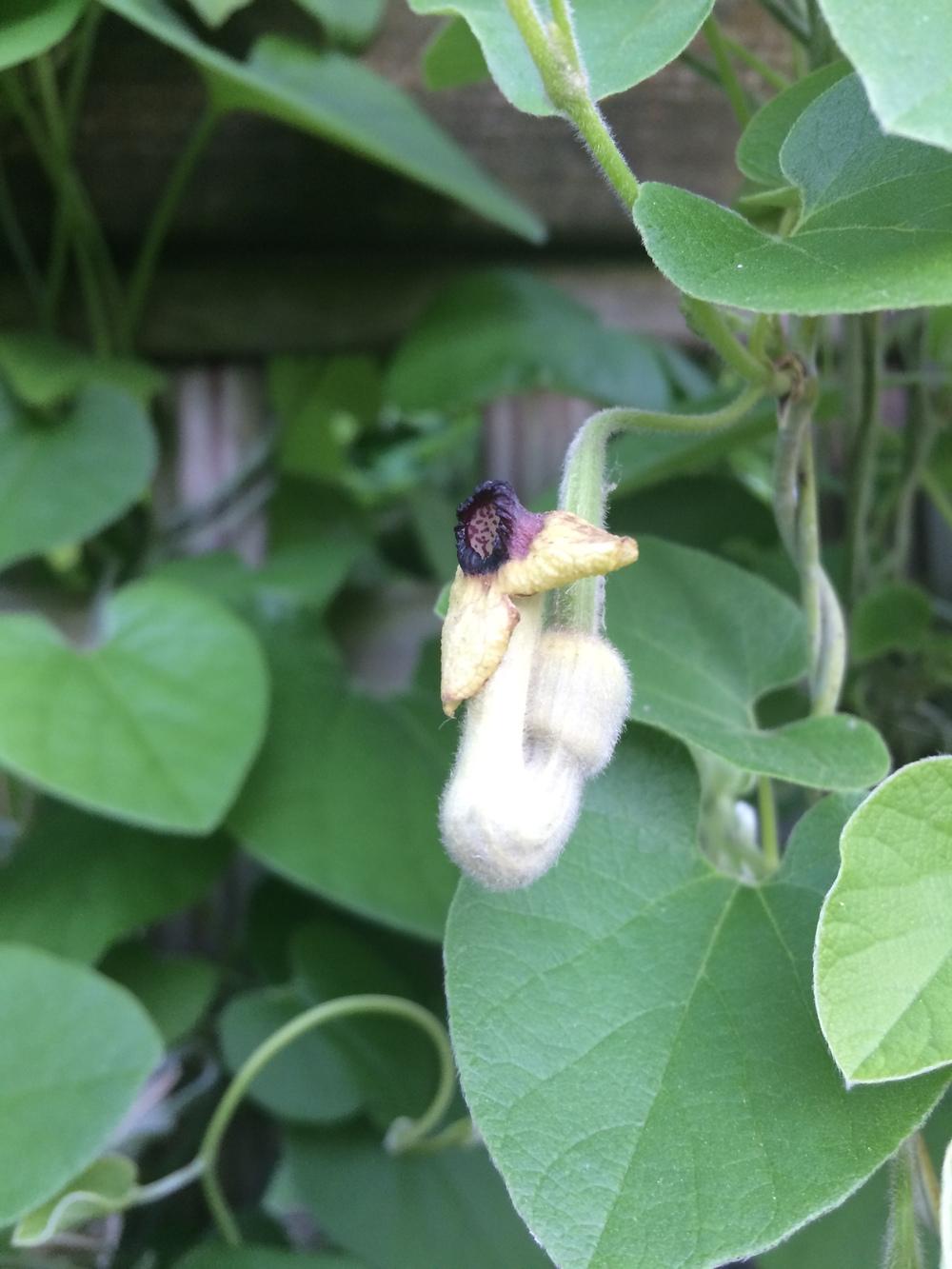 Photo of Dutchman's Pipe (Isotrema tomentosum) uploaded by nativeplantlover