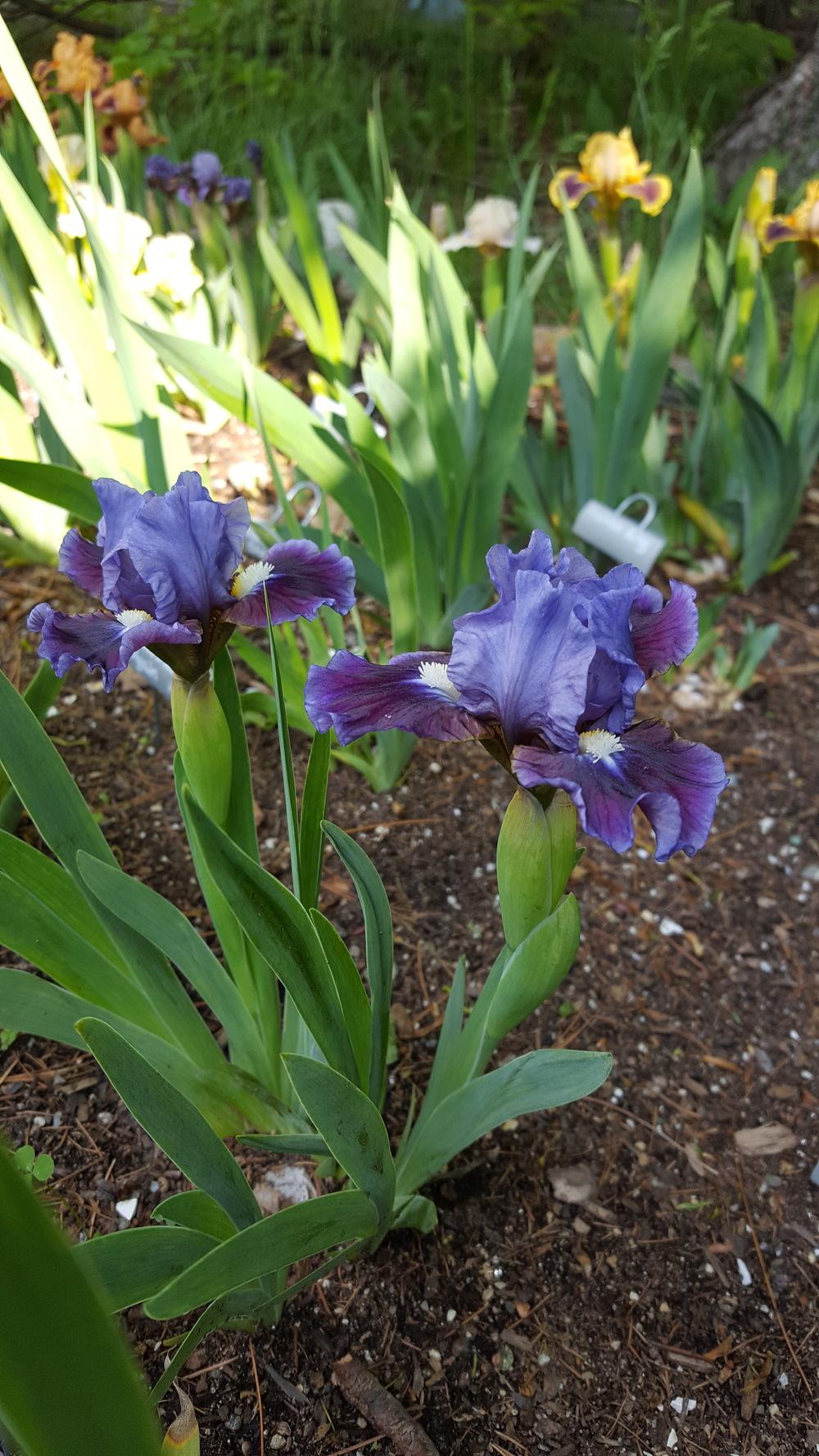 Photo of Standard Dwarf Bearded Iris (Iris 'Devoted') uploaded by Dachsylady86