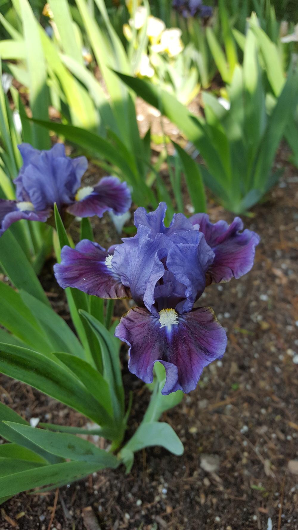 Photo of Standard Dwarf Bearded Iris (Iris 'Devoted') uploaded by Dachsylady86