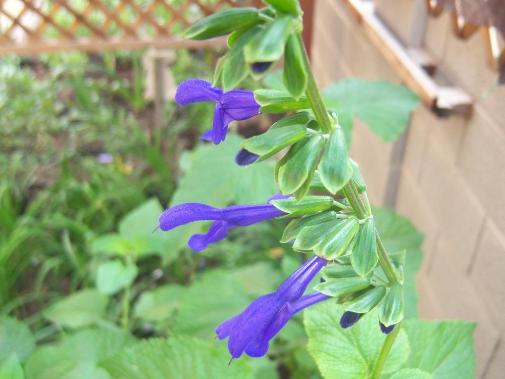 Photo of Salvia (Salvia coerulea 'Sapphire Blue') uploaded by cocoajuno