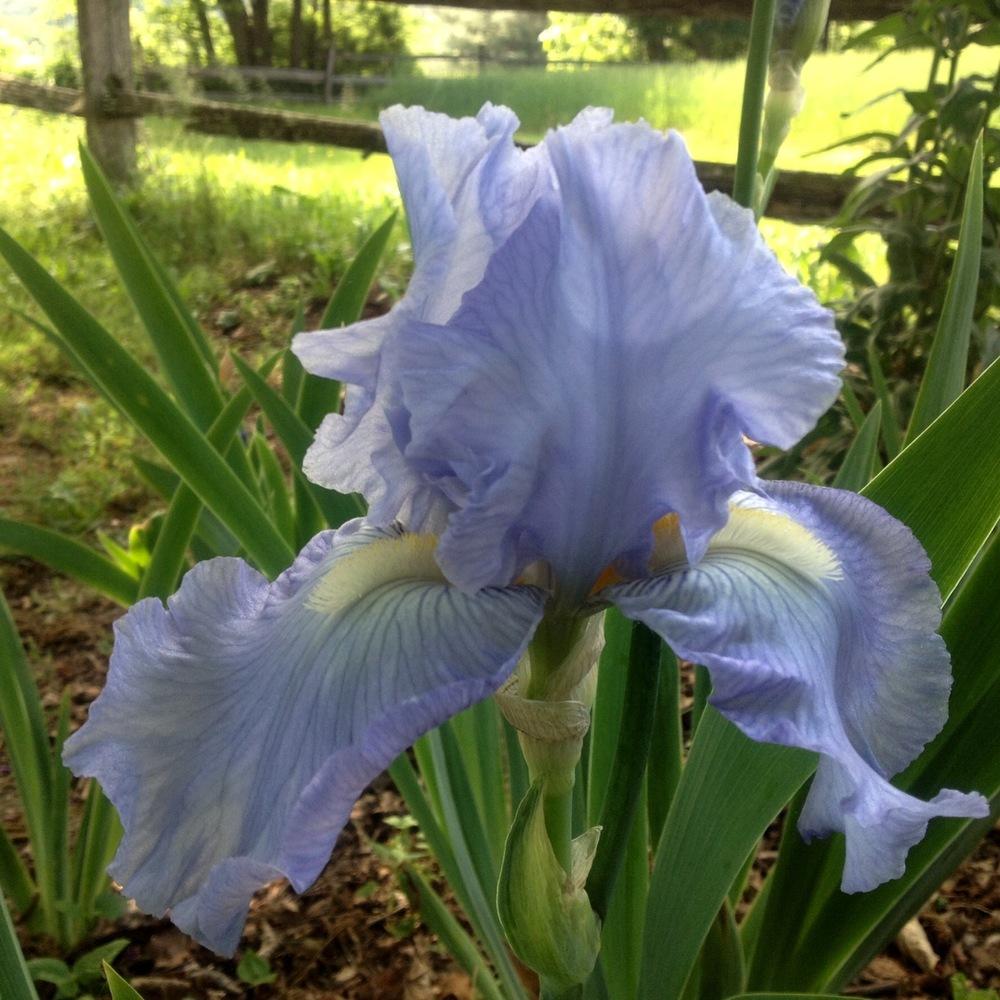 Photo of Tall Bearded Iris (Iris 'Babbling Brook') uploaded by csandt