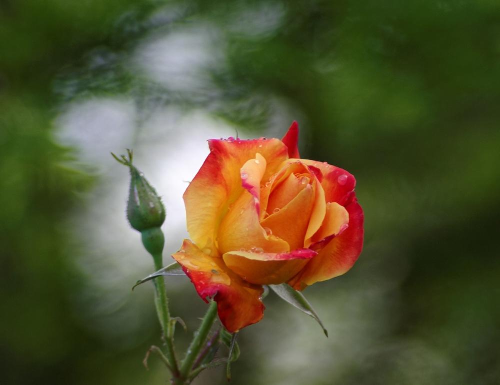 Photo of Rose (Rosa 'Joseph's Coat') uploaded by evermorelawnless