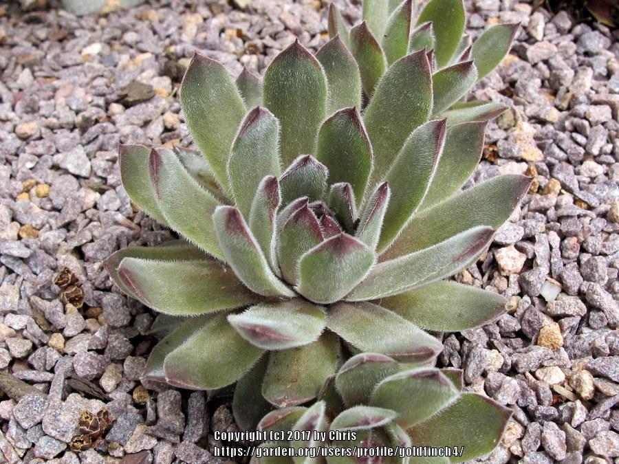 Photo of Hen and Chicks (Sempervivum 'Oley') uploaded by goldfinch4