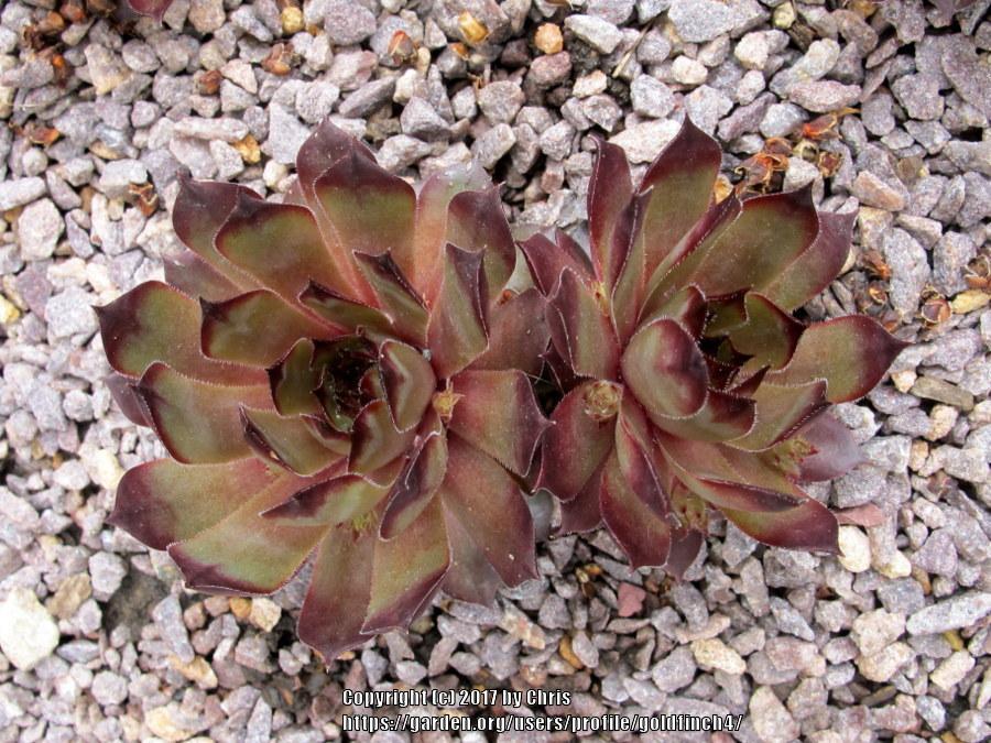 Photo of Hen and Chicks (Sempervivum 'Lilac Queen') uploaded by goldfinch4