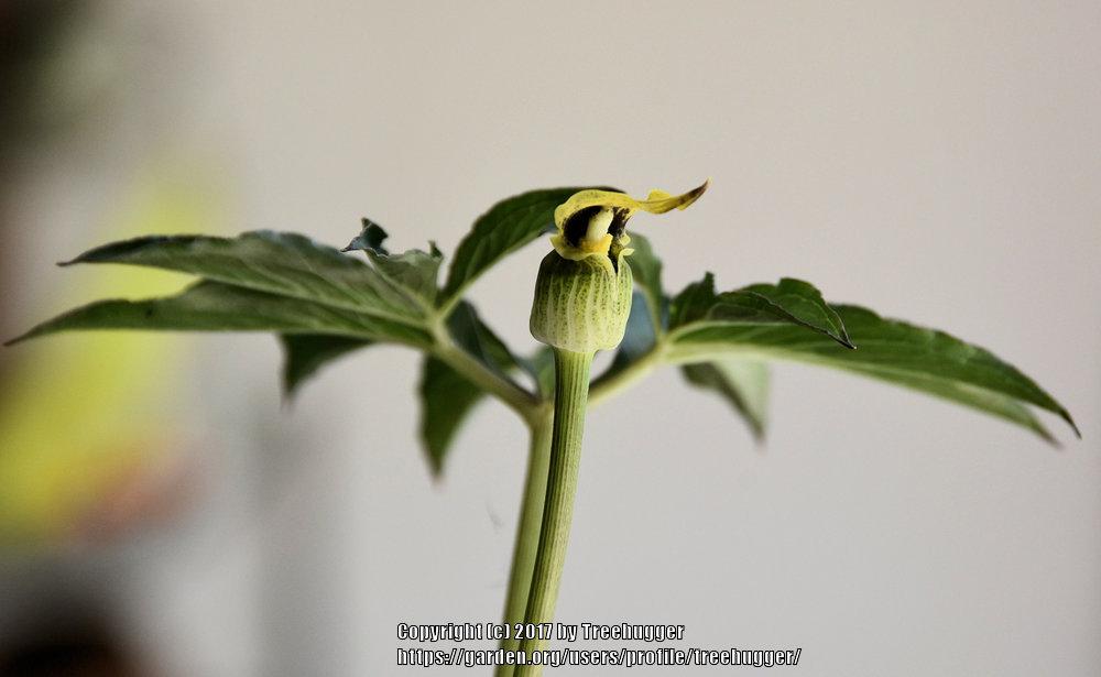 Photo of Cobra Lily (Arisaema flavum subsp. flavum) uploaded by treehugger
