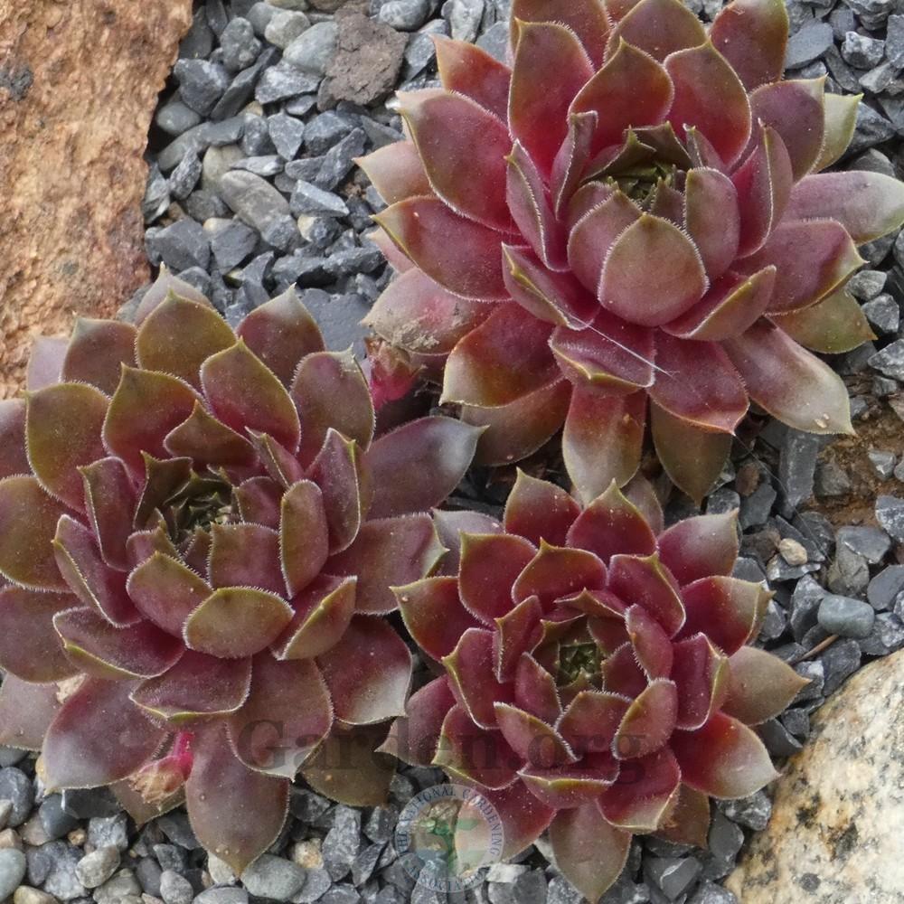 Photo of Hen and Chicks (Sempervivum 'Pacific Wick's Bloom') uploaded by Patty