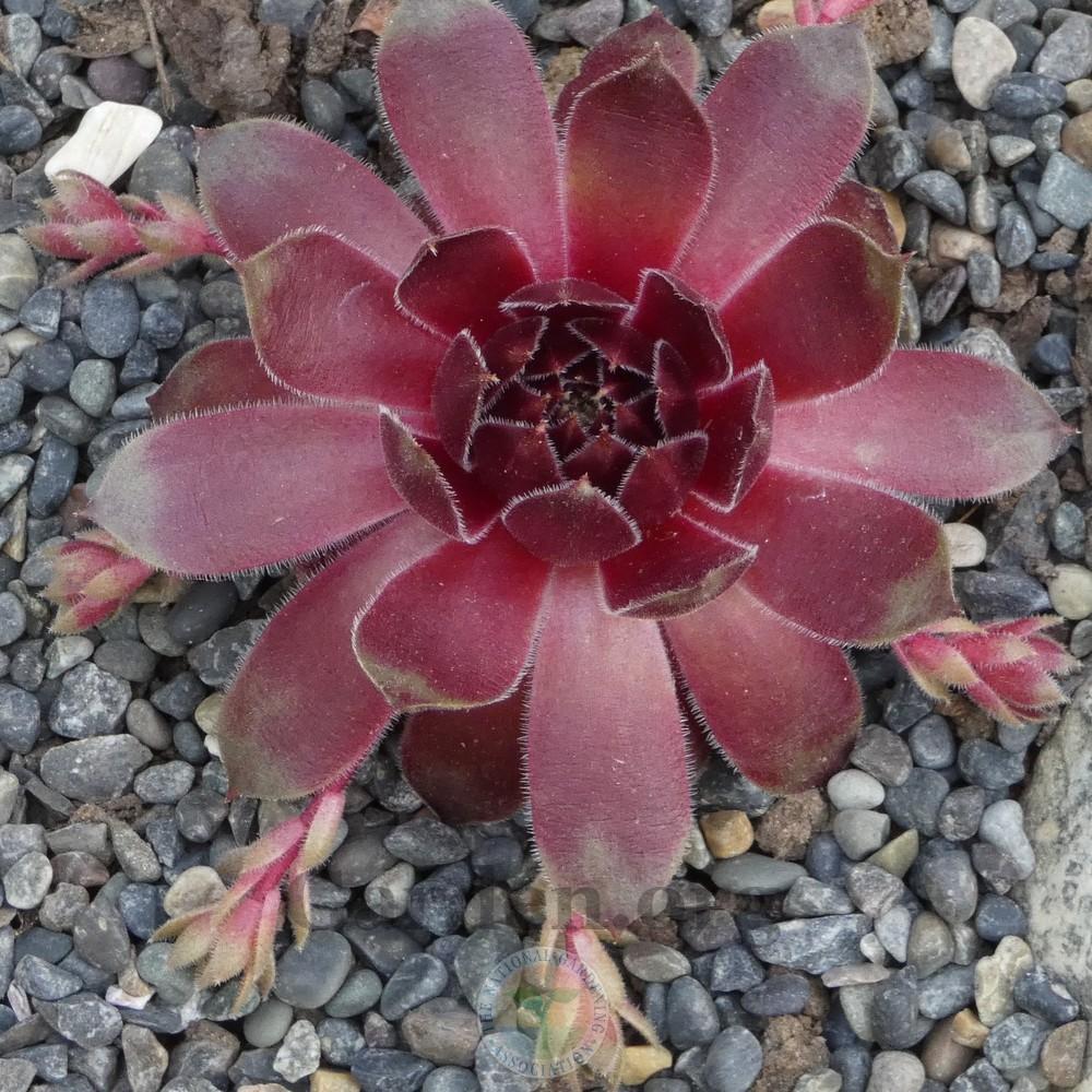 Photo of Hen and Chicks (Sempervivum 'Bloody Mary') uploaded by Patty