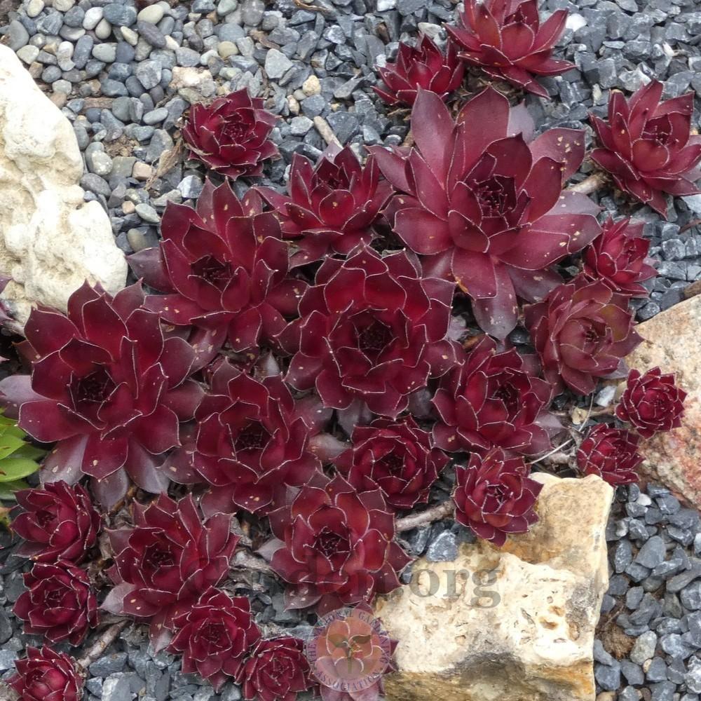Photo of Hen and Chicks (Sempervivum 'Pacific Shadows') uploaded by Patty