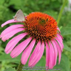 Location: Plano, TX
Date: 2017-05-19
Grey Hairstreak butterfly