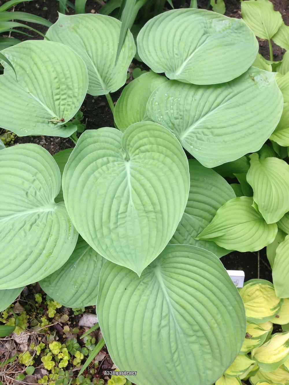 Photo of Hosta 'Humpback Whale' uploaded by crawgarden