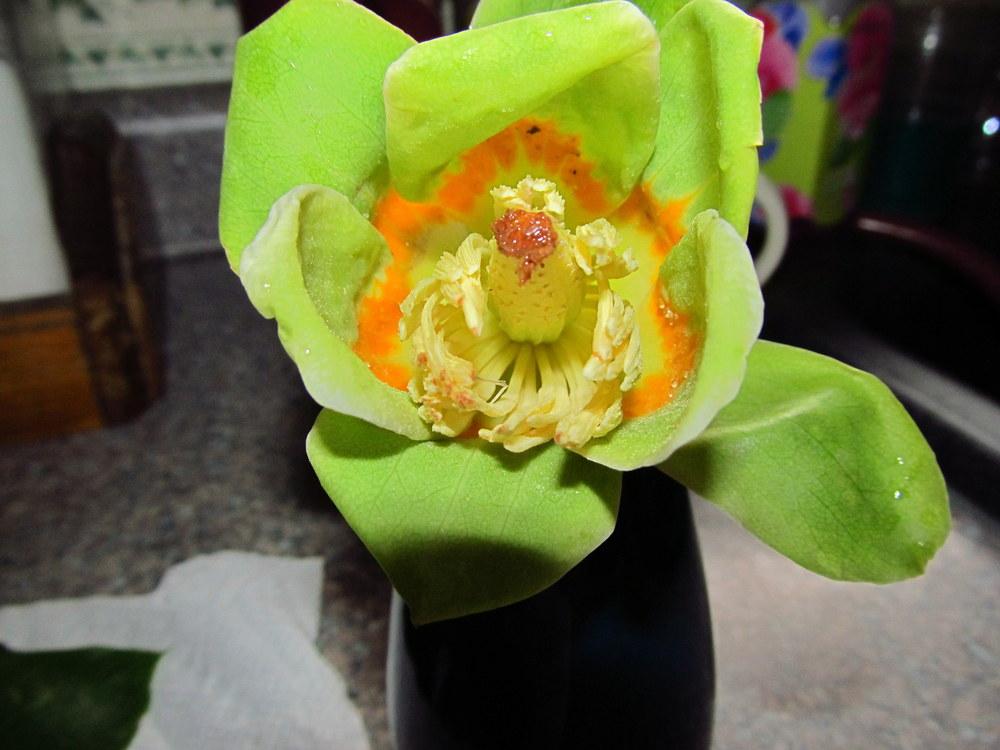 Photo of Tulip Poplar (Liriodendron tulipifera) uploaded by jmorth