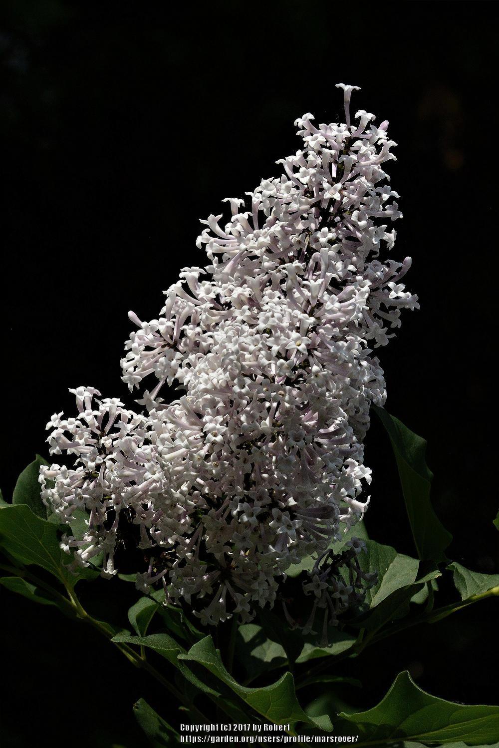 Photo of Manchurian Lilac (Syringa pubescens subsp. patula 'Miss Kim') uploaded by marsrover