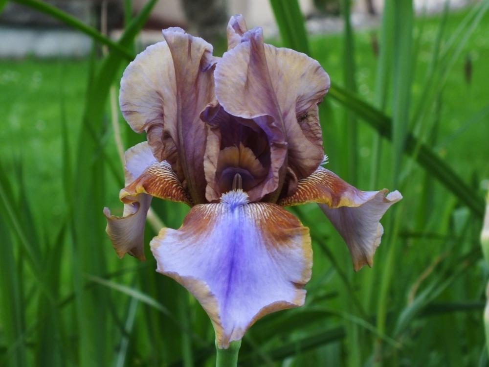 Photo of Tall Bearded Iris (Iris 'Burnt Toffee') uploaded by sunnyvalley