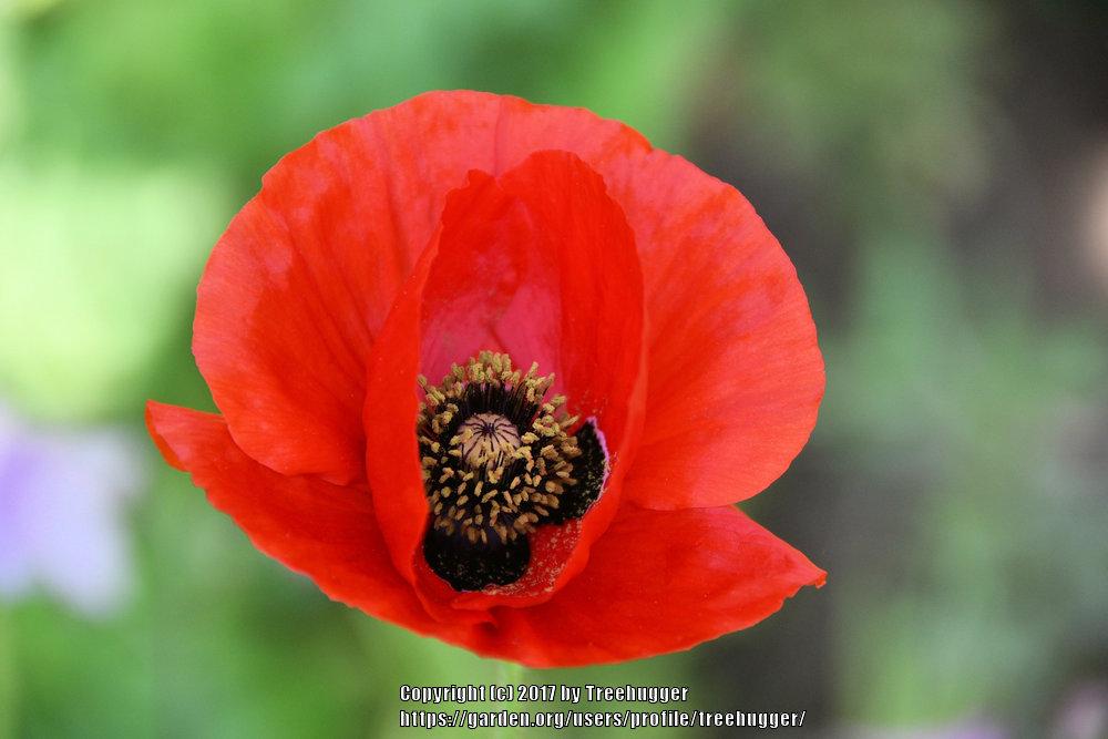 Photo of Field Poppy (Papaver rhoeas) uploaded by treehugger