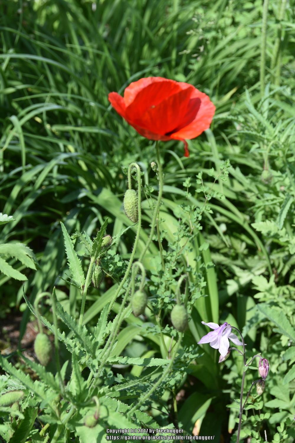 Photo of Field Poppy (Papaver rhoeas) uploaded by treehugger