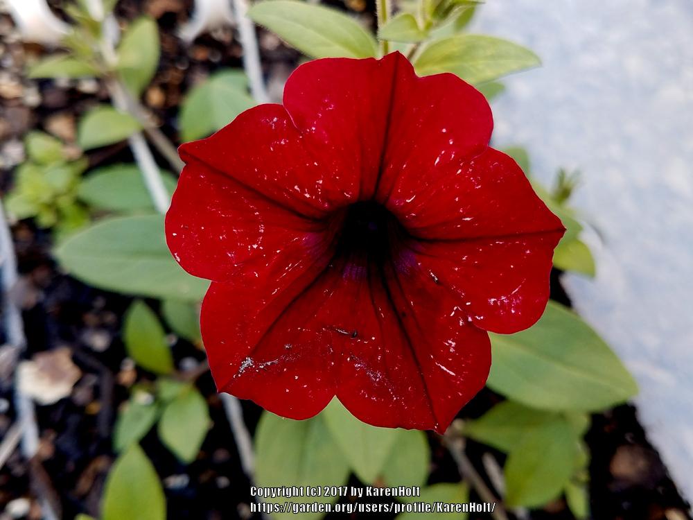 Photo of Multiflora Spreading/Trailing Petunia (Petunia Tidal Wave® Red Velour) uploaded by KarenHolt