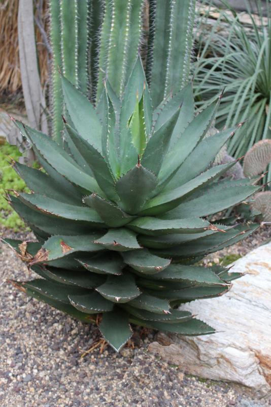 Photo of Shaw's Agave (Agave shawii) uploaded by RuuddeBlock
