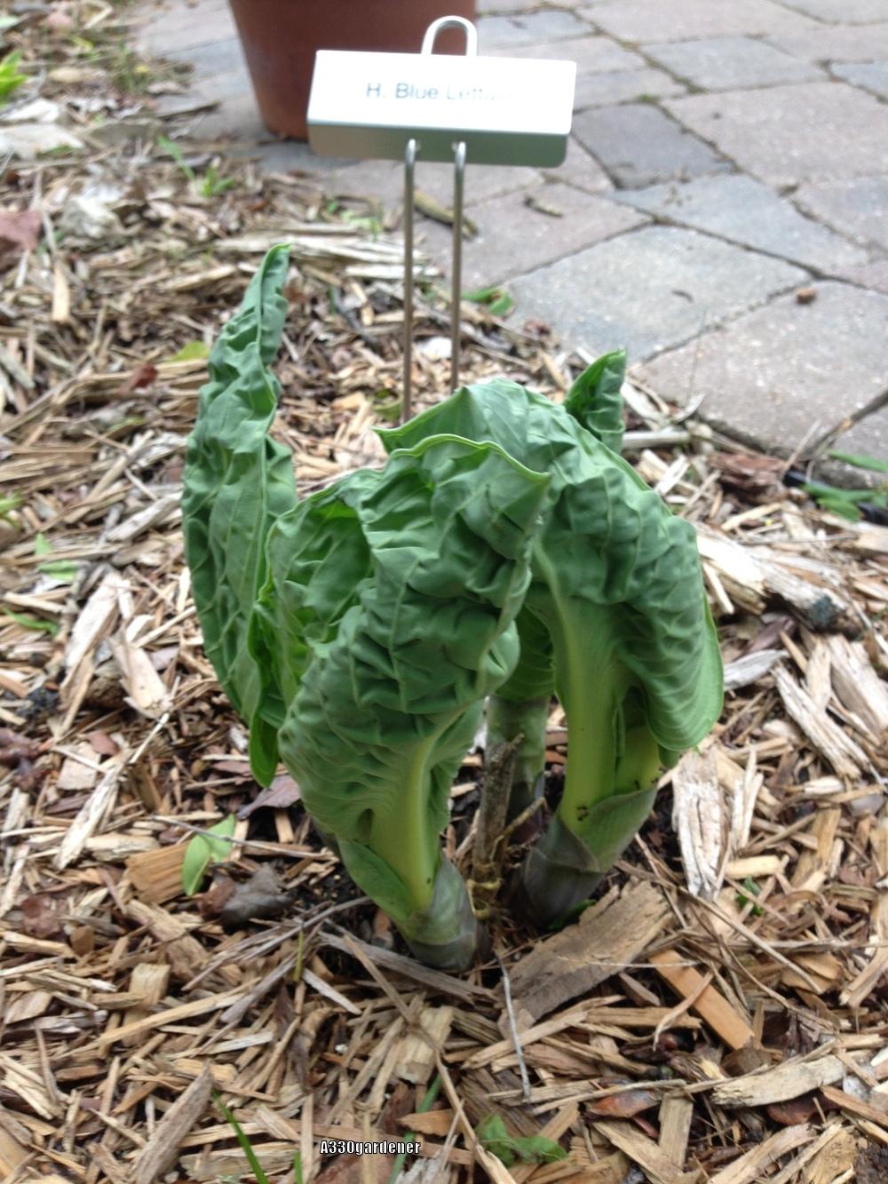 Photo of Hosta 'Blue Lettuce' uploaded by crawgarden
