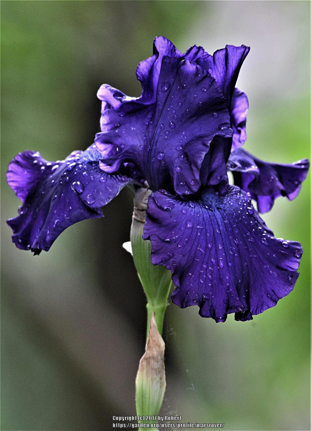 Photo of Tall Bearded Iris (Iris 'Titan's Glory') uploaded by marsrover