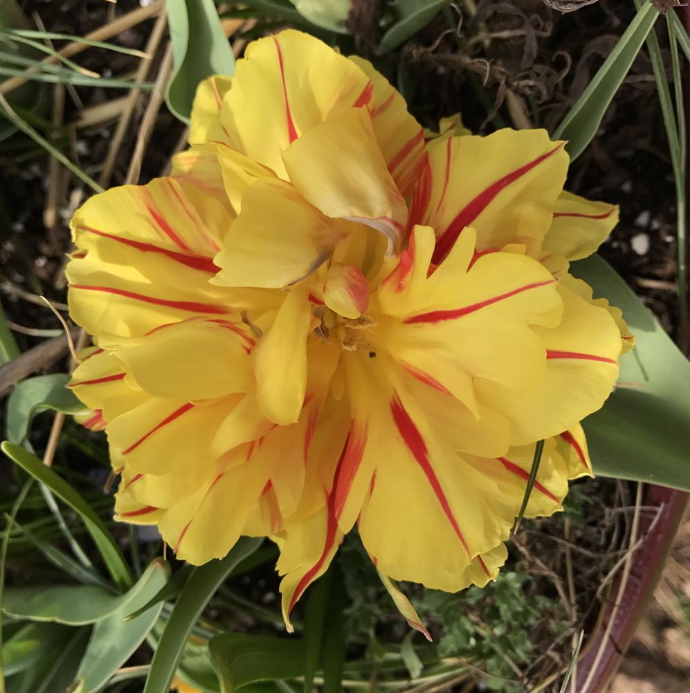 Photo of Double Early Tulip (Tulipa 'Monsella') uploaded by Amazindirt