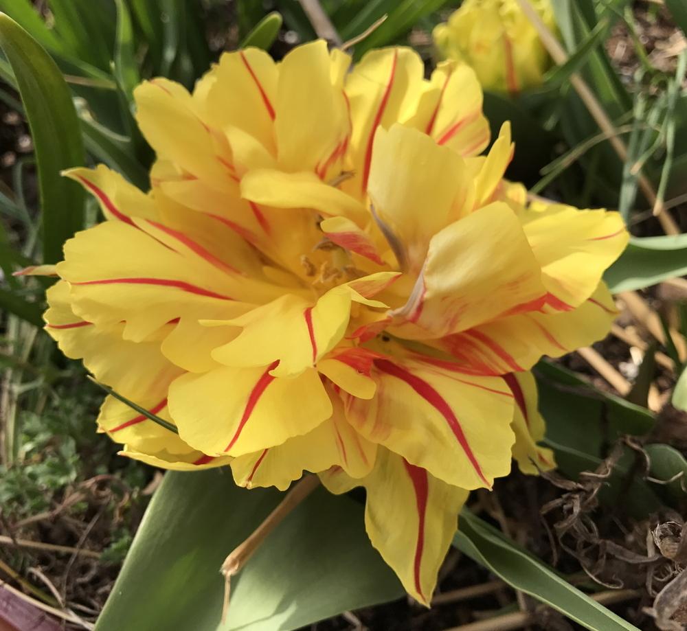 Photo of Double Early Tulip (Tulipa 'Monsella') uploaded by Amazindirt
