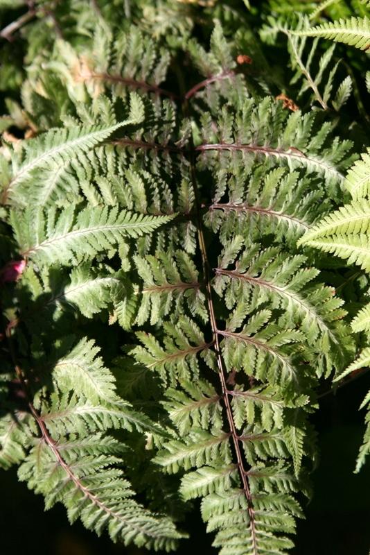 Photo of Red Japanese Painted Fern (Anisocampium niponicum 'Red Beauty') uploaded by Calif_Sue