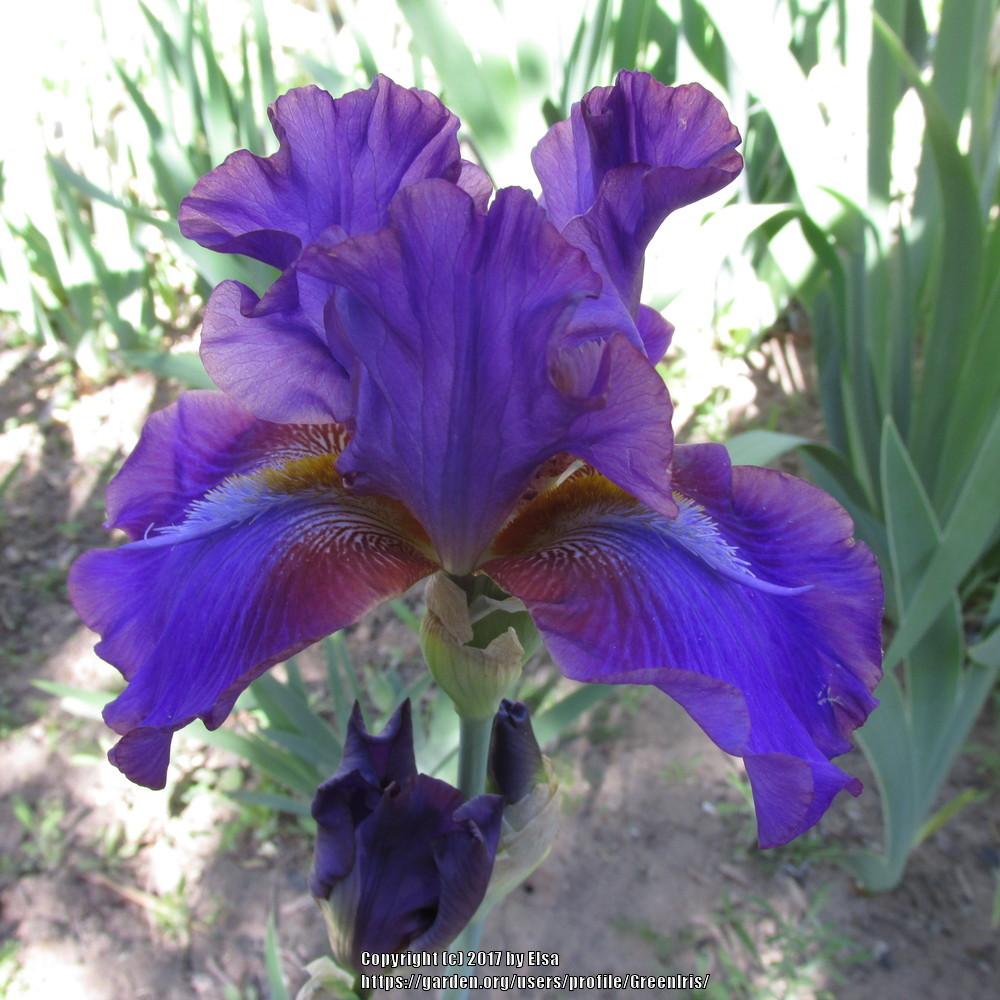 Photo of Tall Bearded Iris (Iris 'Mescalero Chief') uploaded by GreenIris