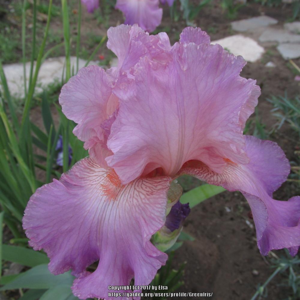 Photo of Tall Bearded Iris (Iris 'Jennifer Rebecca') uploaded by GreenIris