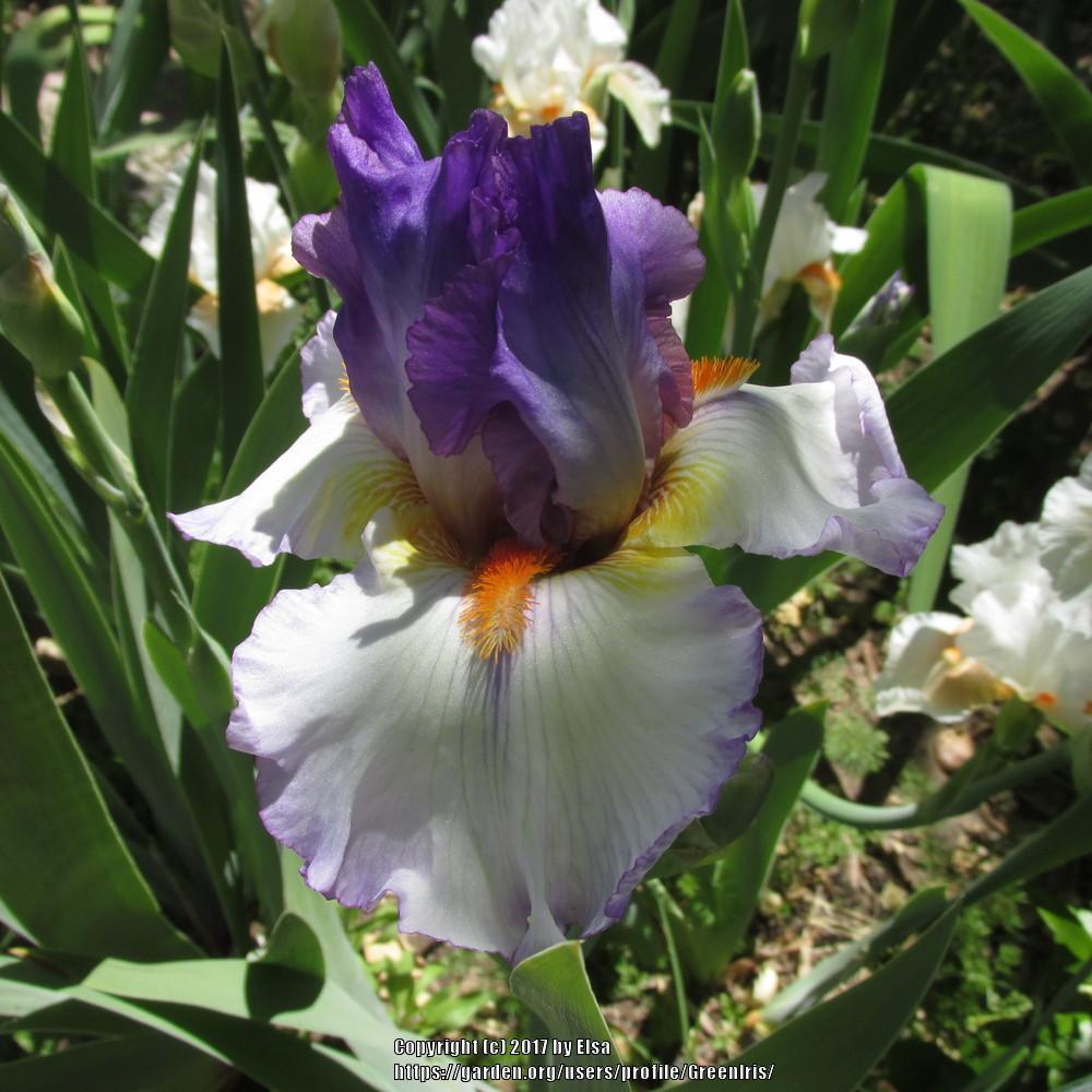 Photo of Tall Bearded Iris (Iris 'Mountain Halo') uploaded by GreenIris