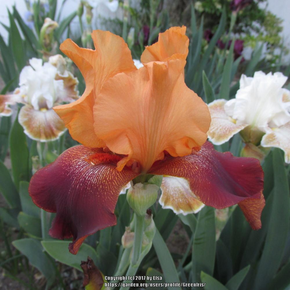 Photo of Tall Bearded Iris (Iris 'Iwan'a Iguana') uploaded by GreenIris