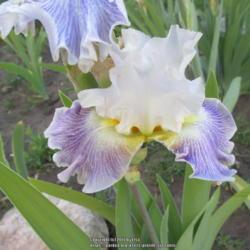 Location: Las Cruces, NM
Date: 2017-04-30
Iris Invitation Only