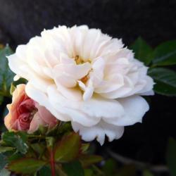 Location: La Crescenta, CA
Date: 2017-05-20
Gorgeous little rose!