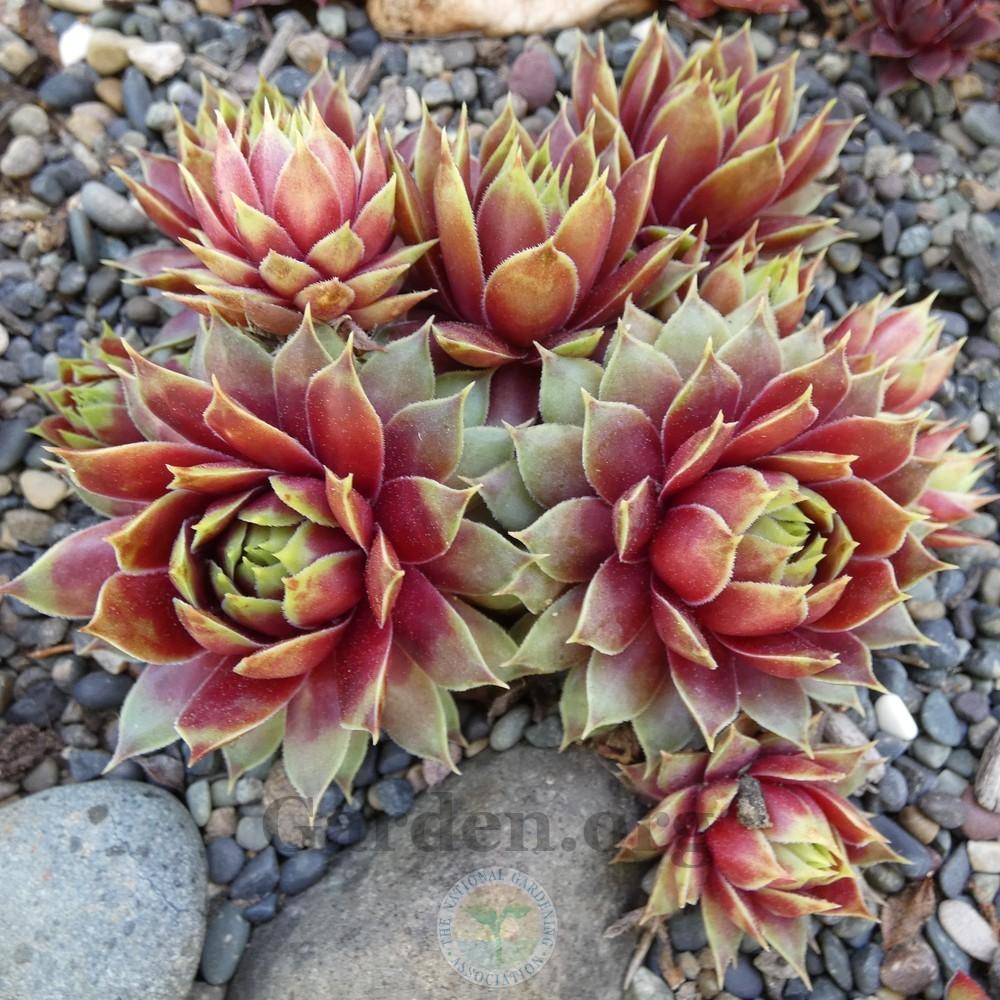 Photo of Hen and Chicks (Sempervivum 'Red Flush') uploaded by Patty