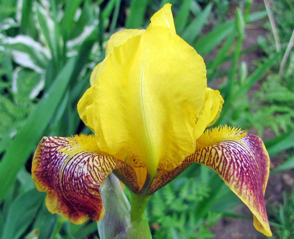 Photo of Miniature Tall Bearded Iris (Iris 'Honorabile') uploaded by TBGDN