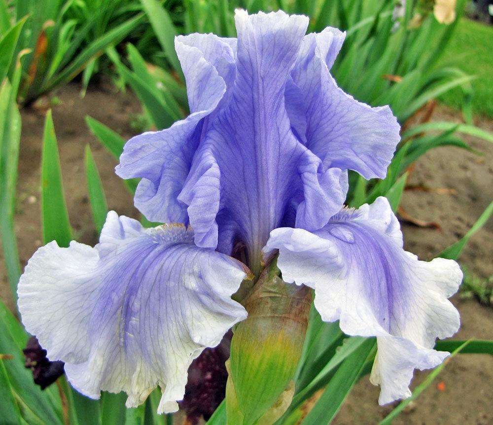 Photo of Tall Bearded Iris (Iris 'Olympiad') uploaded by TBGDN