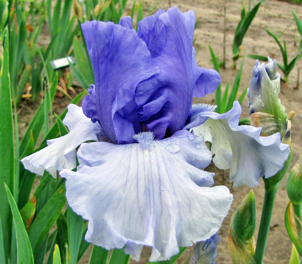 Photo of Tall Bearded Iris (Iris 'Crowned Heads') uploaded by TBGDN
