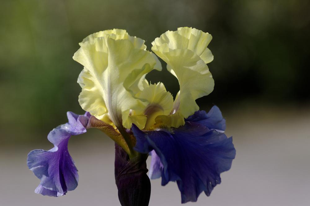Photo of Tall Bearded Iris (Iris 'Edith Wolford') uploaded by evermorelawnless