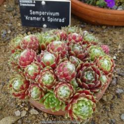 Location: RHS Harlow Carr alpine house, Yorkshire
Date: 2017-05-20